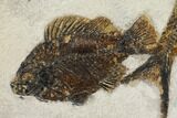 Diplomystus With Cockerellites Fossil Fish - Wyoming #144041-1